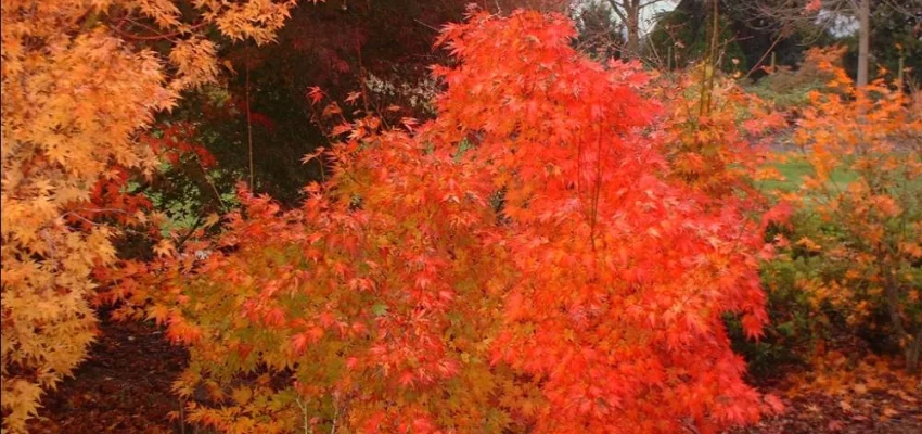 Érable du Japon 'Orange Dream' - Acer palmatum 'Orange Dream, érable japonais