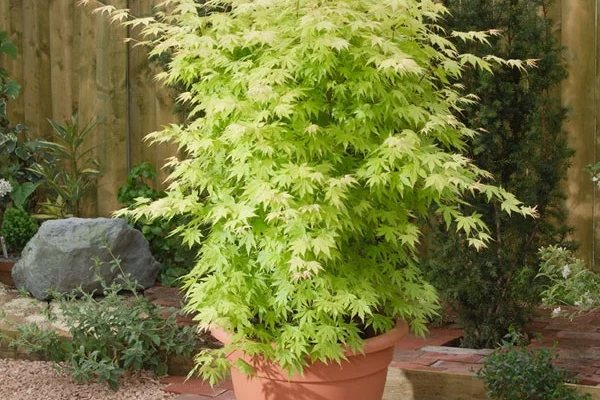 Érable du Japon 'Orange Dream' - Acer palmatum 'Orange Dream, érable japonais