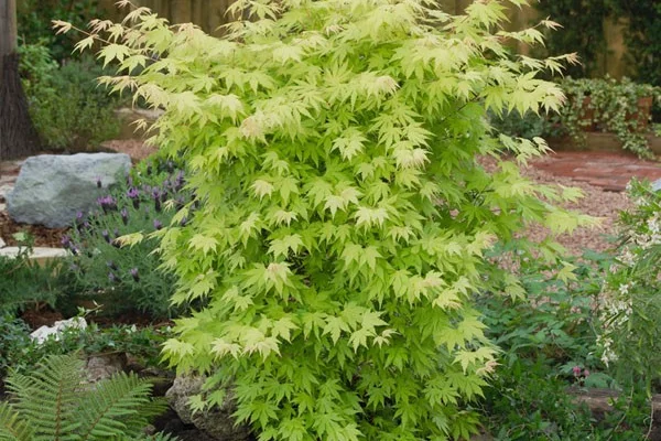 Érable du Japon 'Orange Dream' - Acer palmatum 'Orange Dream, érable japonais