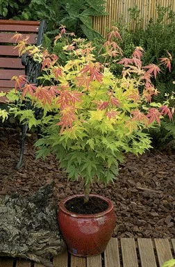 Érable du Japon 'Orange Dream' - Acer palmatum 'Orange Dream, érable japonais