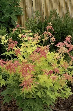 Érable du Japon 'Orange Dream' - Acer palmatum 'Orange Dream, érable japonais