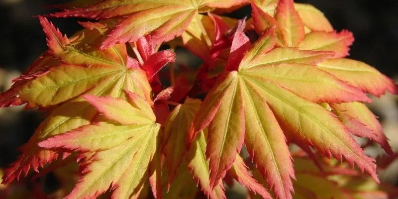 Érable du Japon 'Orange Dream' - Acer palmatum 'Orange Dream, érable japonais