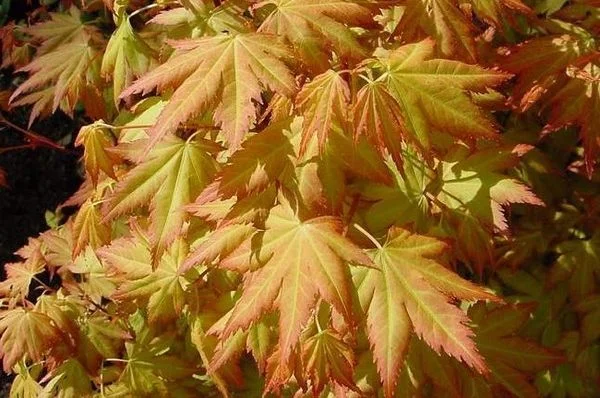 Érable du Japon 'Orange Dream' - Acer palmatum 'Orange Dream, érable japonais