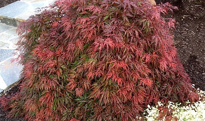 Érable du Japon 'Ornatum' - Acer palmatum 'Ornatum', érable japonais