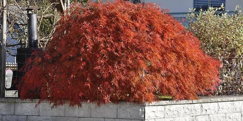 Érable du Japon 'Ornatum' - Acer palmatum 'Ornatum', érable japonais