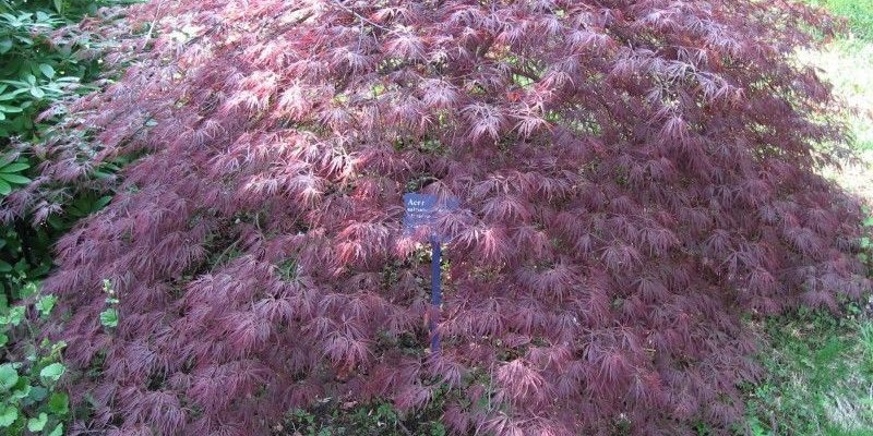Érable du Japon 'Ornatum' - Acer palmatum 'Ornatum', érable japonais