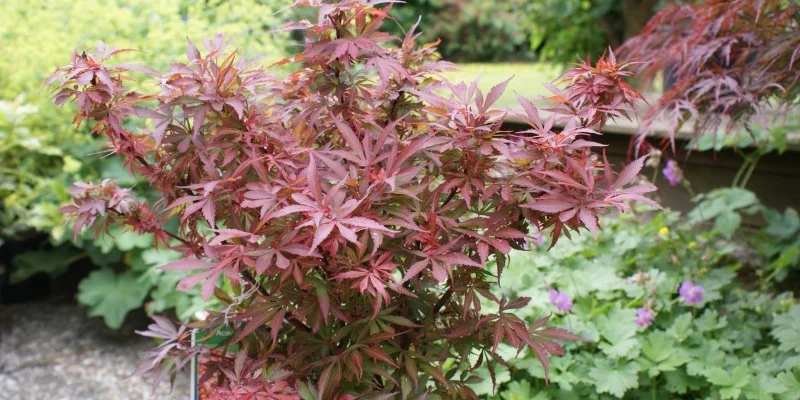 Érable du Japon 'Shaina' - Acer palmatum 'Shaina', érable japonais