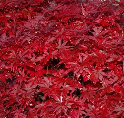 Érable du Japon 'Shaina' - Acer palmatum 'Shaina', érable japonais