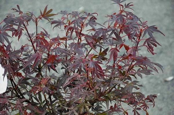 Érable du Japon 'Shaina' - Acer palmatum 'Shaina', érable japonais