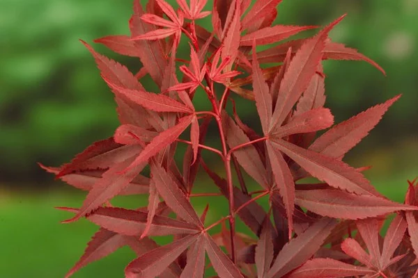 Érable du Japon 'Shaina' - Acer palmatum 'Shaina', érable japonais