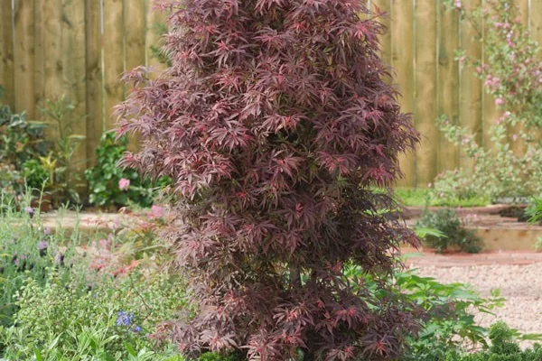 Érable du Japon 'Shaina' - Acer palmatum 'Shaina', érable japonais