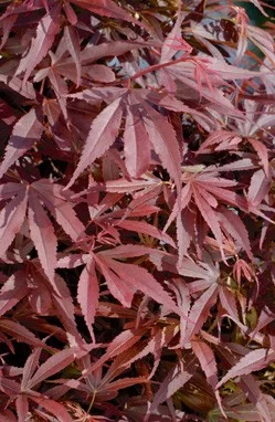 Érable du Japon 'Shaina' - Acer palmatum 'Shaina', érable japonais