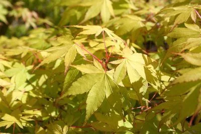 Érable du Japon 'Summer Gold' - Acer palmatum 'Summer Gold', érable japonais