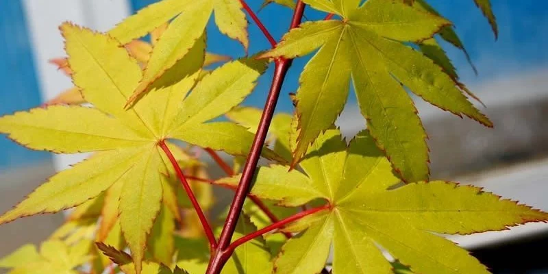 Érable du Japon 'Summer Gold' - Acer palmatum 'Summer Gold', érable japonais