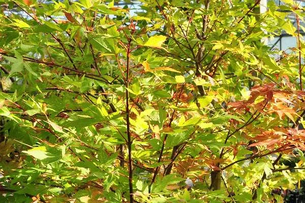 Érable du Japon 'Summer Gold' - Acer palmatum 'Summer Gold', érable japonais