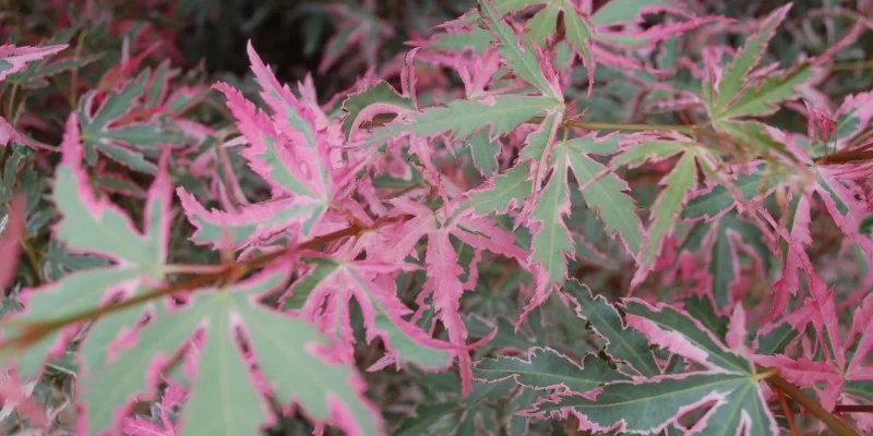 Érable du Japon 'Taylor' - Acer palmatum 'Taylor', érable japonais