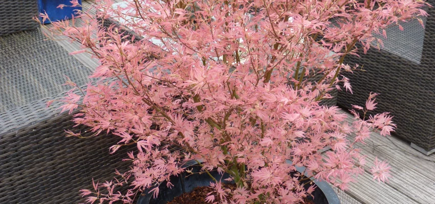 Érable du Japon 'Taylor' - Acer palmatum 'Taylor', érable japonais