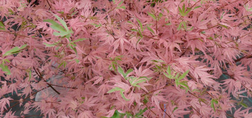 ACER palmatum 'Taylor' - Erable du Japon