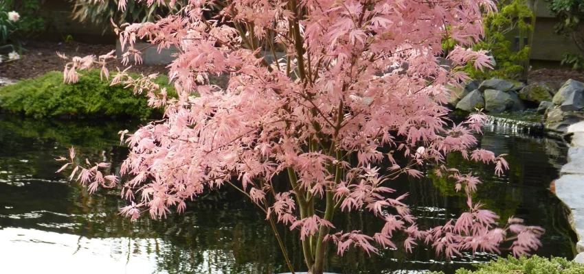 Érable du Japon 'Taylor' - Acer palmatum 'Taylor', érable japonais