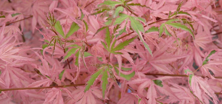 Érable du Japon 'Taylor' - Acer palmatum 'Taylor', érable japonais