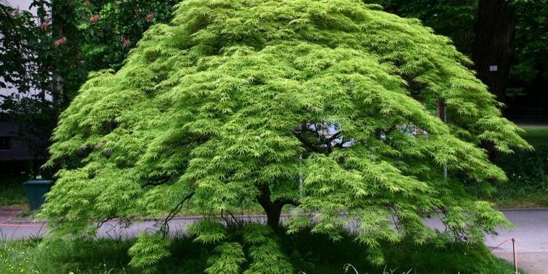 Érable du Japon palmatum - Acer palmatum, érable japonais