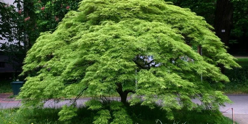 ACER palmatum - Erable du Japon