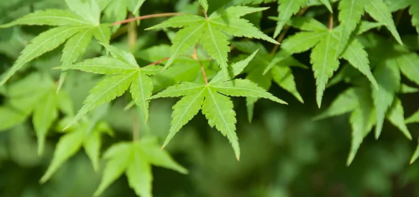 ACER palmatum - Erable du Japon