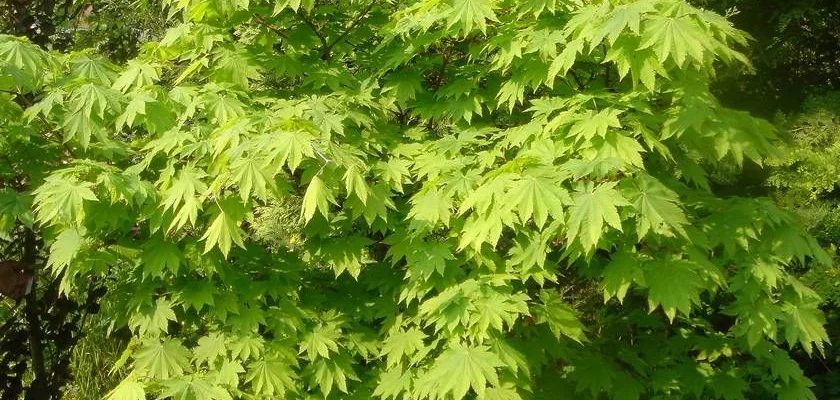 Érable du Japon palmatum - Acer palmatum, érable japonais