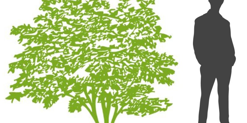 Érable du Japon palmatum - Acer palmatum, érable japonais