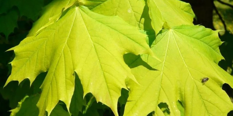 ACER platanoides 'Columnare' - Erable plane 'Columnare