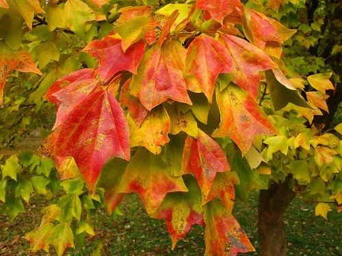 ACER buergerianum - Erable trident ou érable bürger