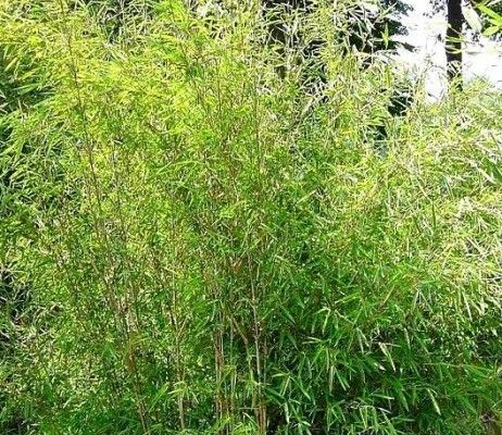 FARGESIA nitida 'Great Wall' - Bambou non traçant, pour haie
