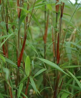 FARGESIA scabrida 'Asian wonder' - Bambou non traçant, pour haie