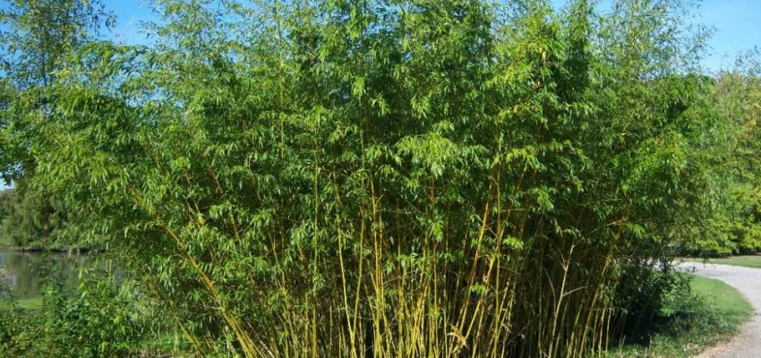 PHYLLOSTACHYS aurea - Bambou doré