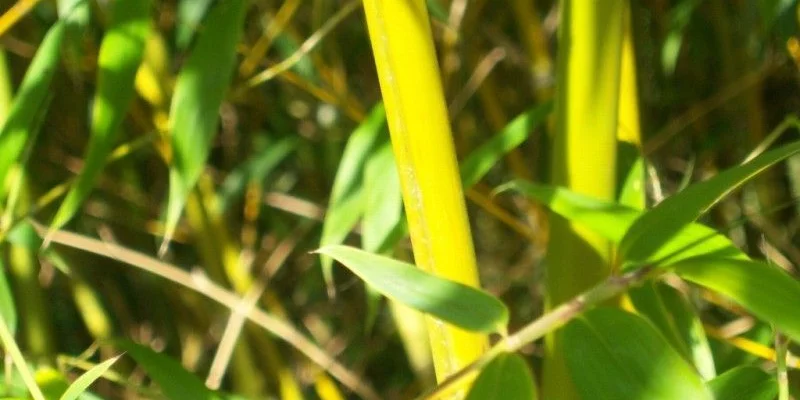 PHYLLOSTACHYS aurea - Bambou doré