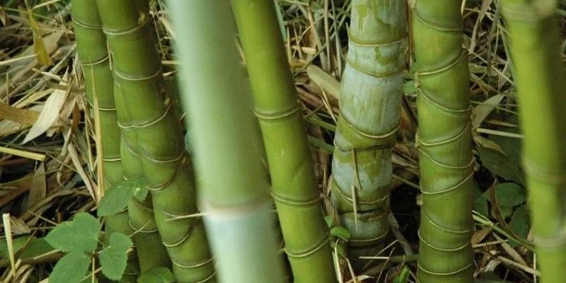 PHYLLOSTACHYS aurea - Bambou doré