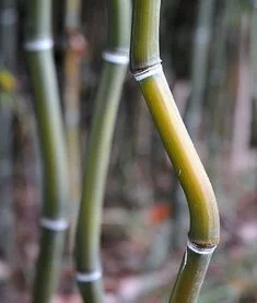 PHYLLOSTACHYS aureosulcata 'Alata' - Bambou PHYLLOSTACHYS aureosulcata 'Alata'