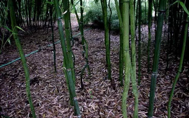 PHYLLOSTACHYS aureosulcata 'Alata' - Bambou PHYLLOSTACHYS aureosulcata 'Alata'