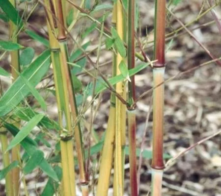 Bambou jaune - Phyllostachys aureosulcata aureocaulis