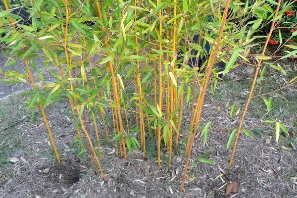 PHYLLOSTACHYS aureosulcata 'Aureocaulis' - Bambou