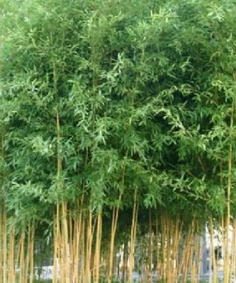 PHYLLOSTACHYS aureosulcata 'Spectabilis' - Bambou