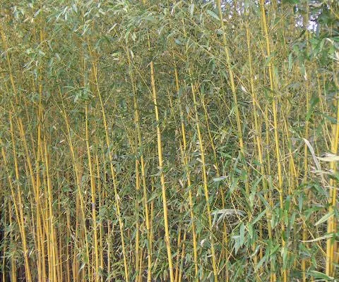 PHYLLOSTACHYS aureosulcata 'Spectabilis' - Bambou