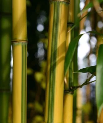 PHYLLOSTACHYS aureosulcata 'Spectabilis' - Bambou