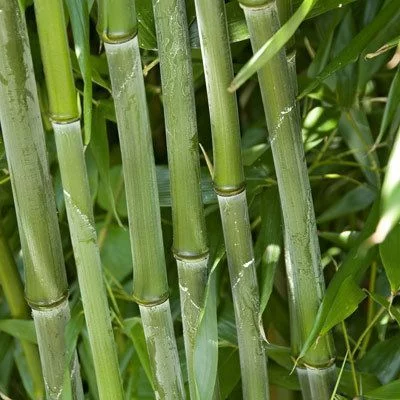 PHYLLOSTACHYS bissetii - Bambou