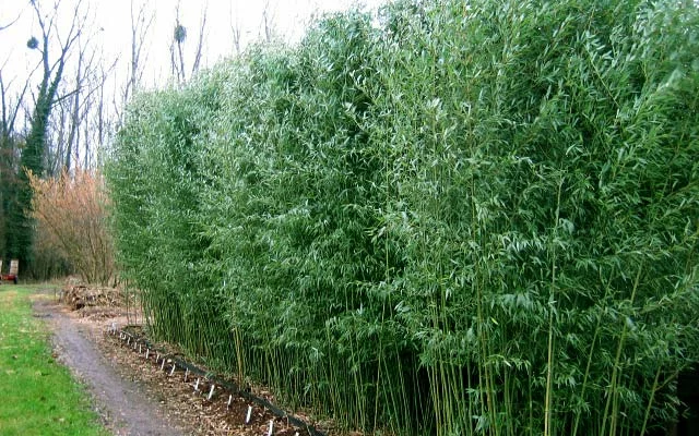 PHYLLOSTACHYS bissetii - Bambou