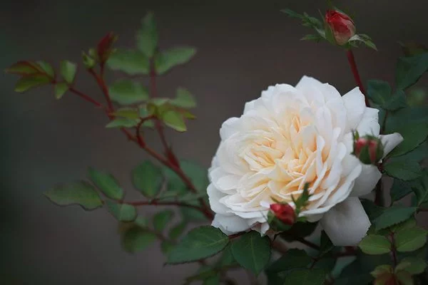 Rosier AUSTIN 'CROCUS ROSE'