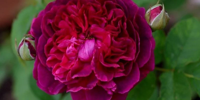 Rosier AUSTIN 'WILLIAM SHAKESPEARE' - Rosier anglais