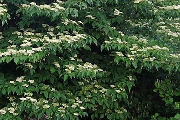 CORNUS alternifolia - Cornouiller à feuilles alternes