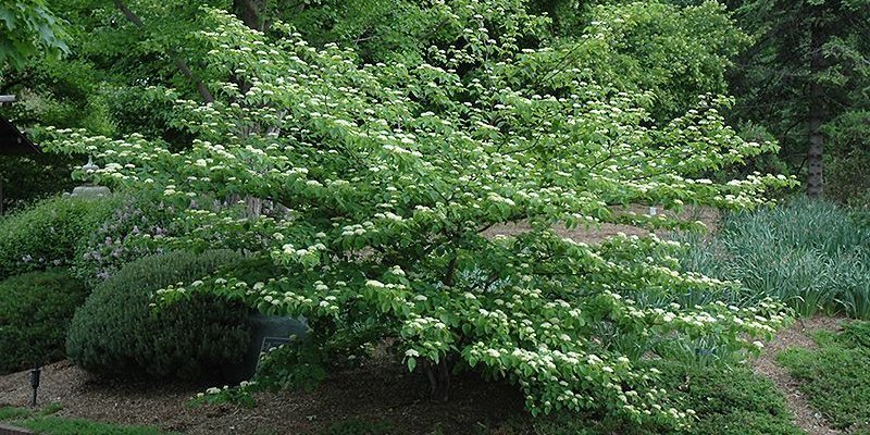 CORNUS alternifolia - Cornouiller à feuilles alternes