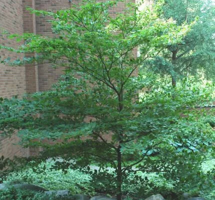 CORNUS alternifolia - Cornouiller à feuilles alternes